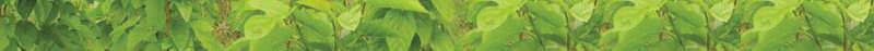 silk mulberry image