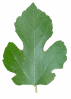 silk mulberry leaf image